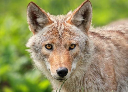South Dakota State Animal: Coyote