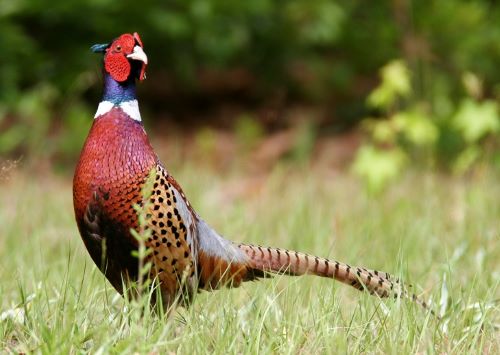 South Dakota State Bird: Ring-Neck Pheasant