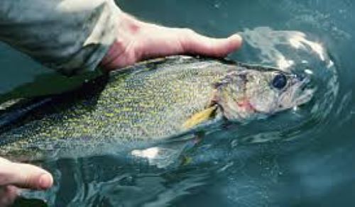 South Dakota State Fish: Walleye