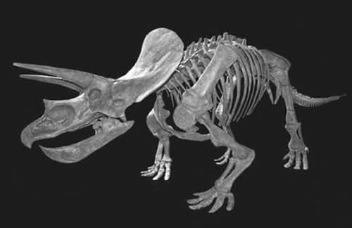 South Dakota State Fossil: Triceratops