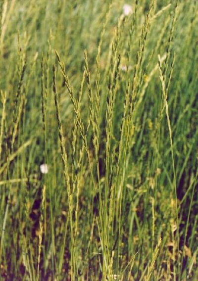 South Dakota State Grass: Western Wheatgrass