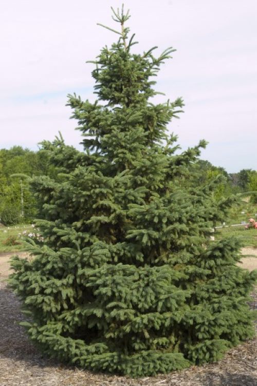 South Dakota State Tree: Black Hills Spruce